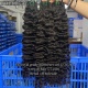 (New)1 Bundle Burmese Curl 14A Royal Grade One Donors Hair 100% Unprocessed Virgin Hair Extensions